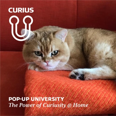 Curius - Pop Academy